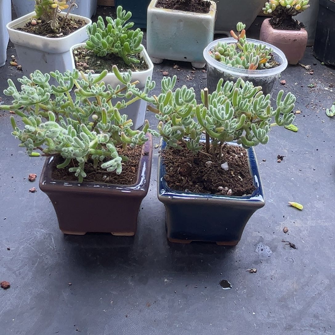 给***哥冰晶带盆优选枝干番杏