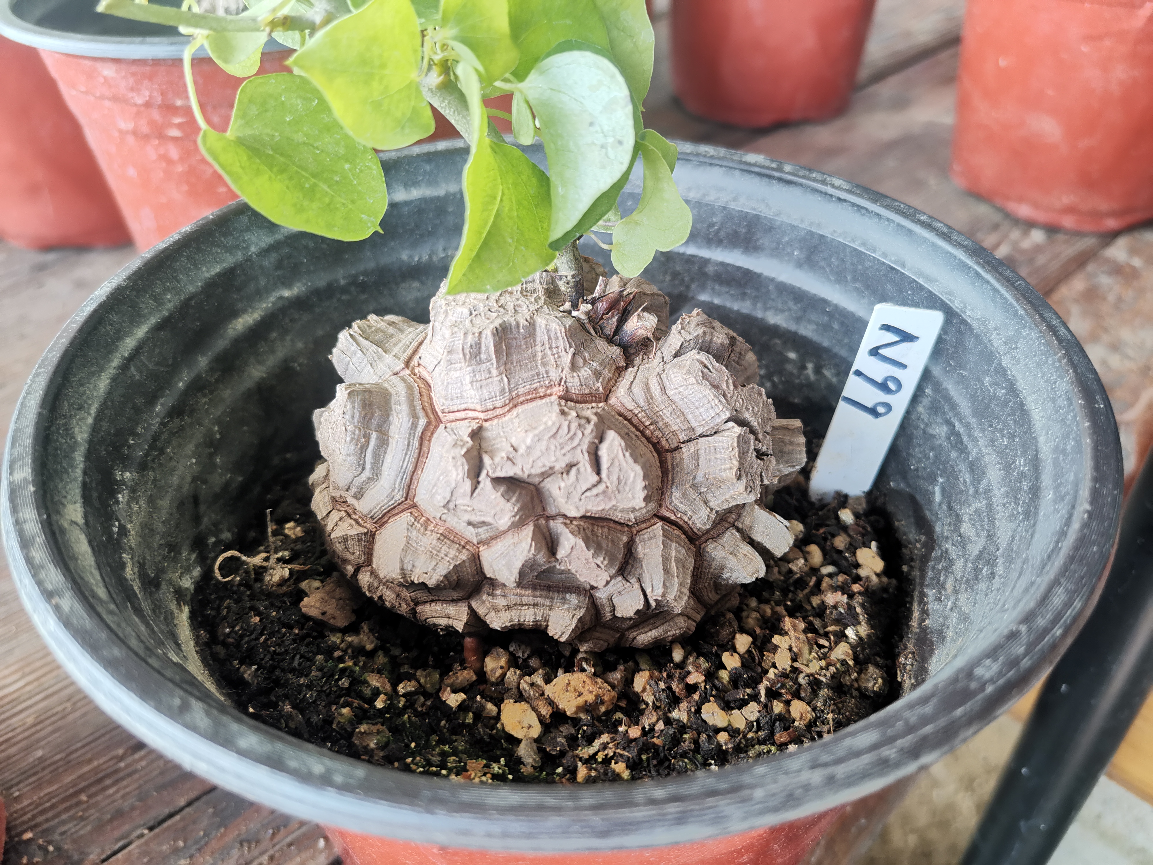 N99南非块根植物龟甲龙