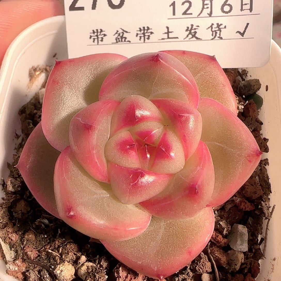 多肉1206-276钻石珍妮