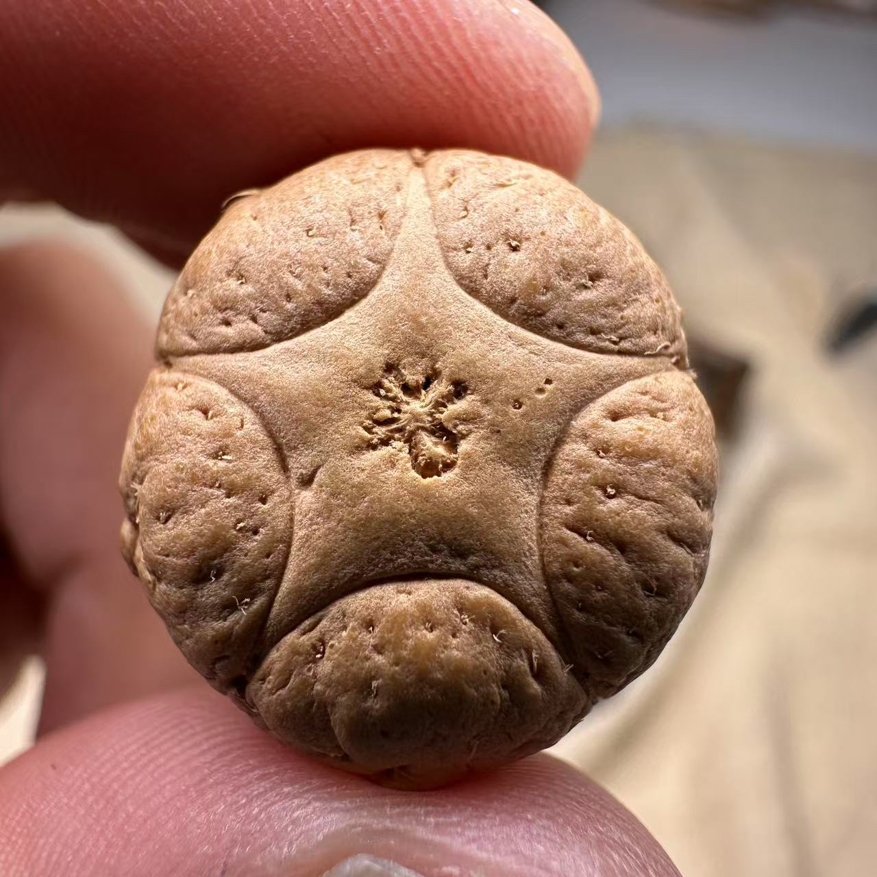 尼泊尔五星菩提，尺寸21，厚度14，sss系列