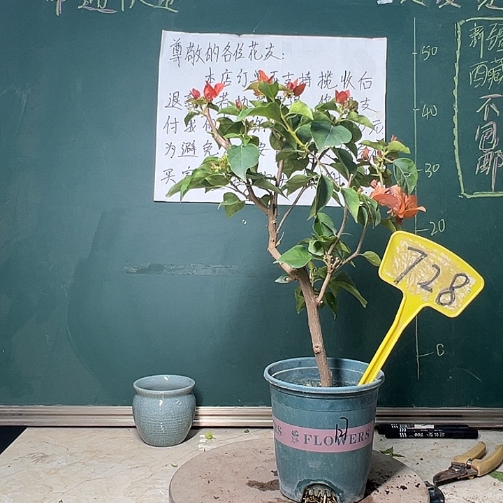 完全开放开播 落日728