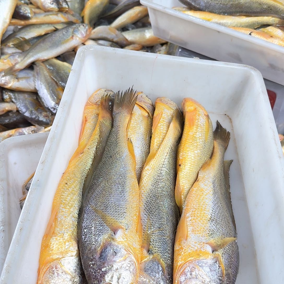 野生黄鱼 6斤16-18条