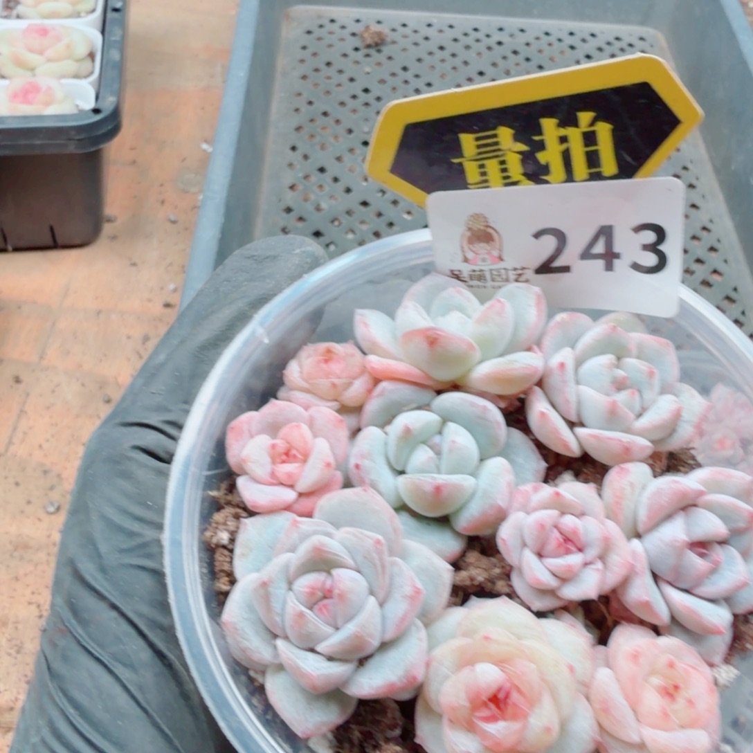 多肉植物多肉植物