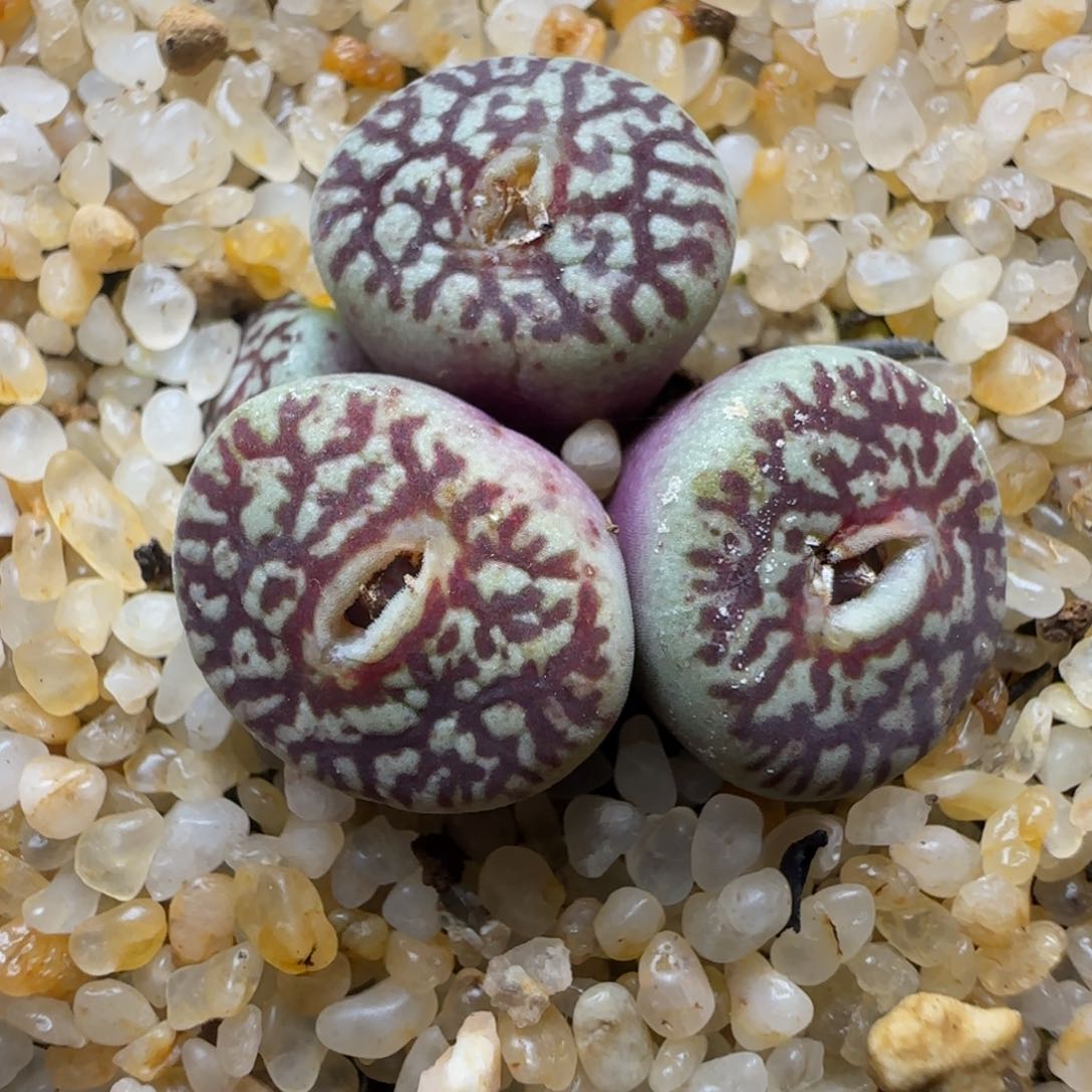 多肉植物超墨4头群母本89号