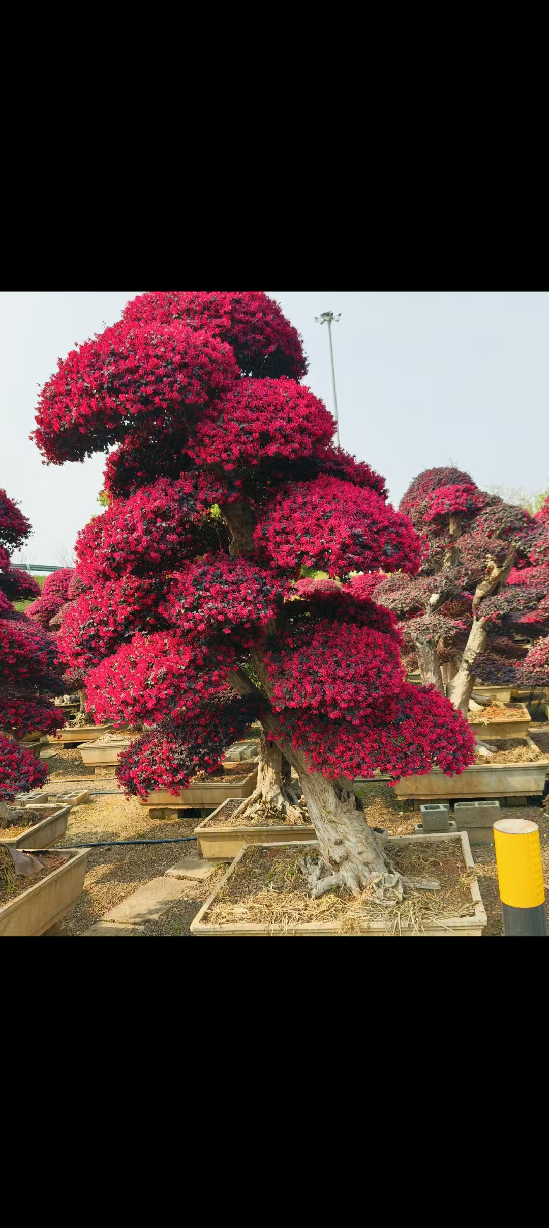红花继木庭院植物（直播间一物一拍）