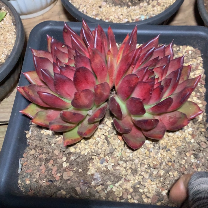 美肉特价活动开始啦