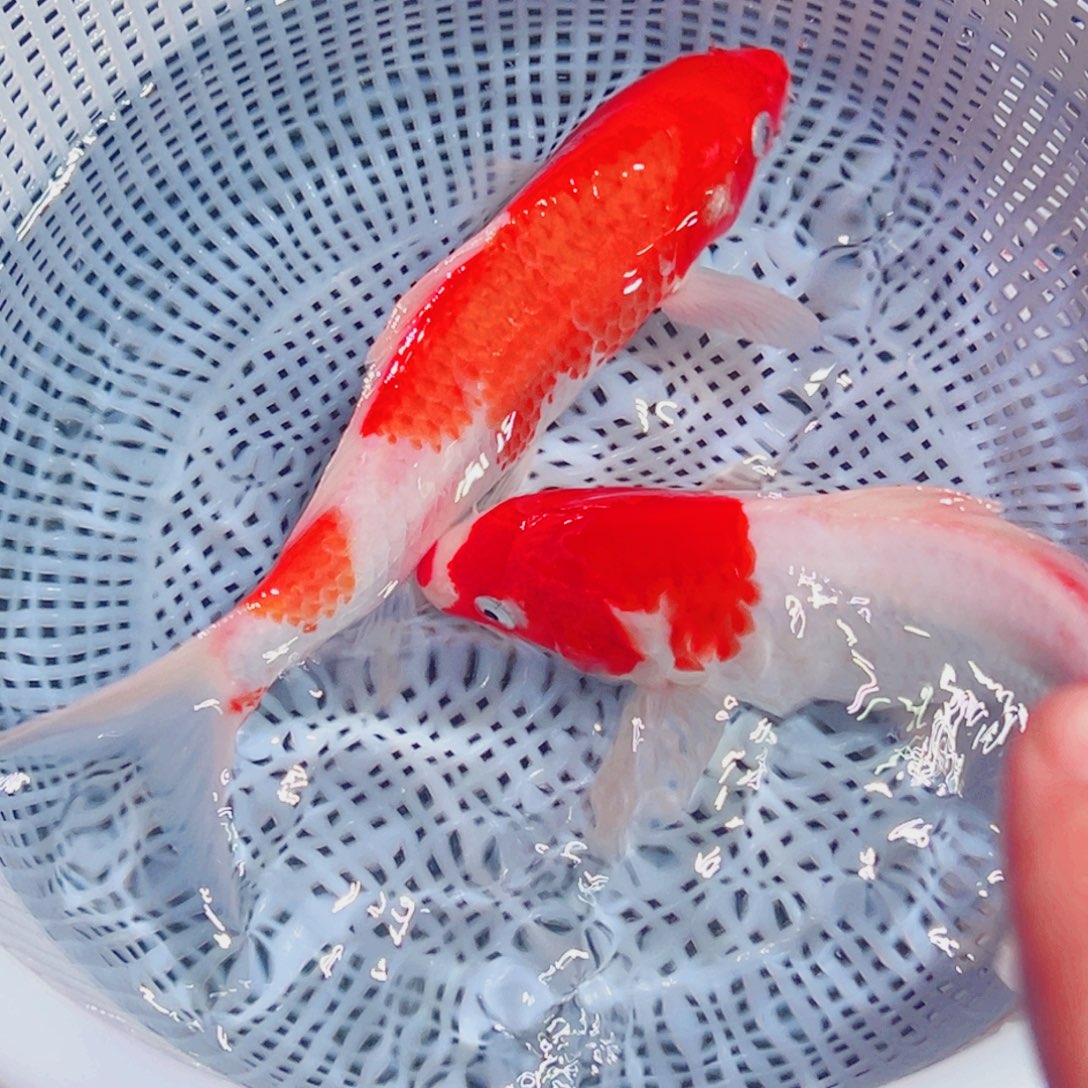 锦鲤锦鲤观赏鱼1111