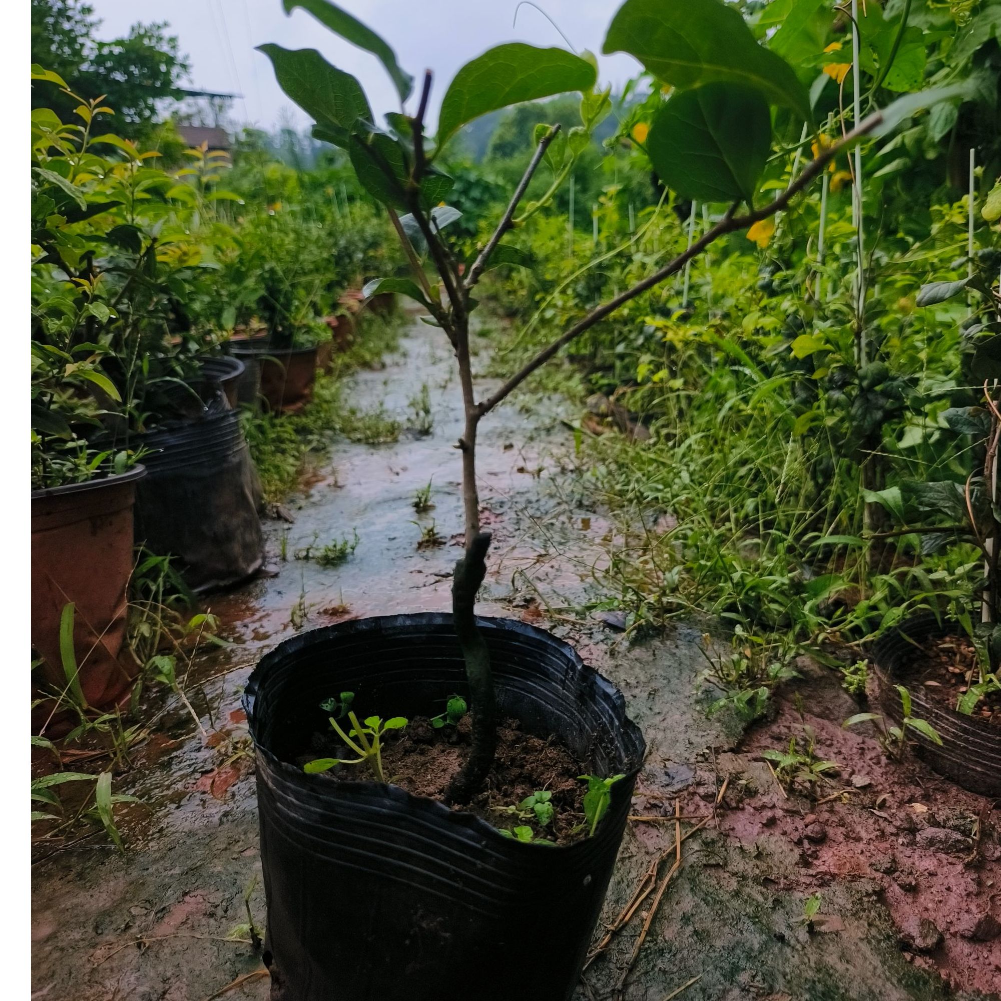 强哥金弹子老鸦柿专用直播链接