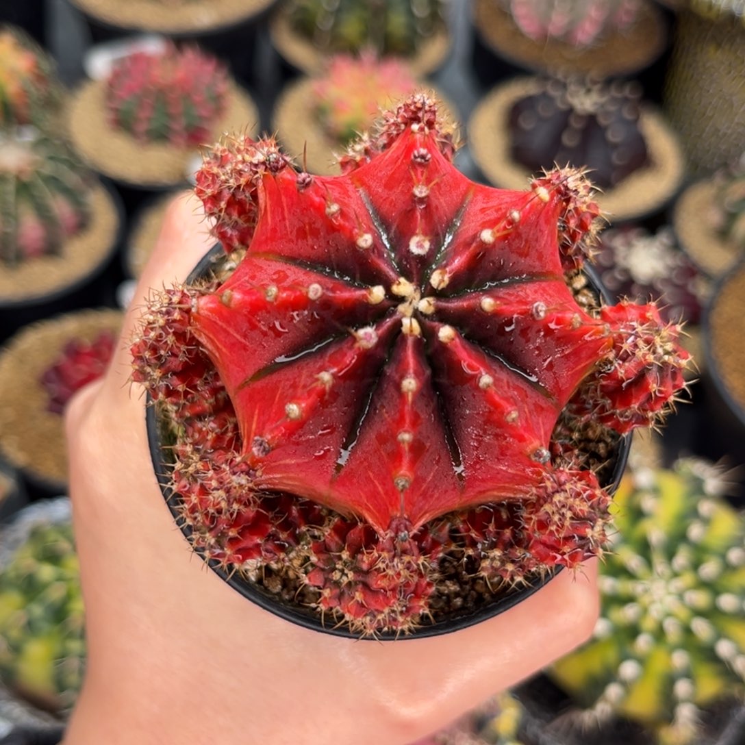 萨拉曼尼大母本 米哈仙人球