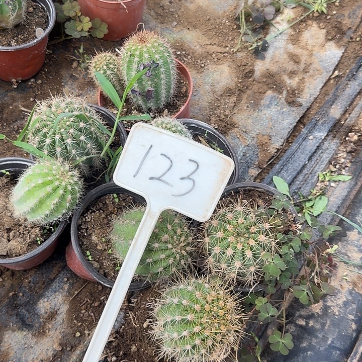 喜***球123号毛花柱实生的20的