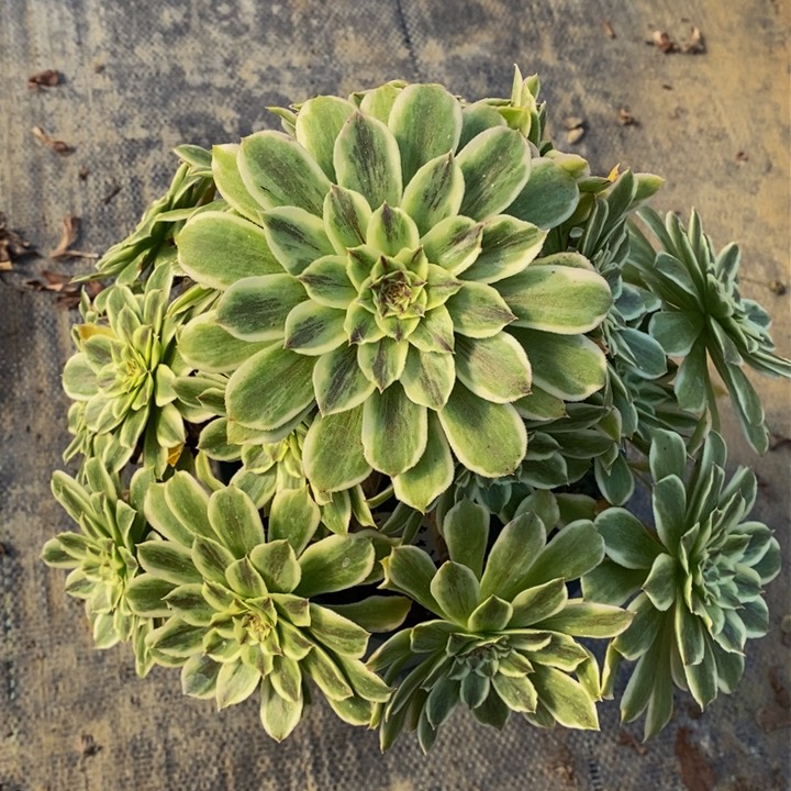 341碧浪多肉法师