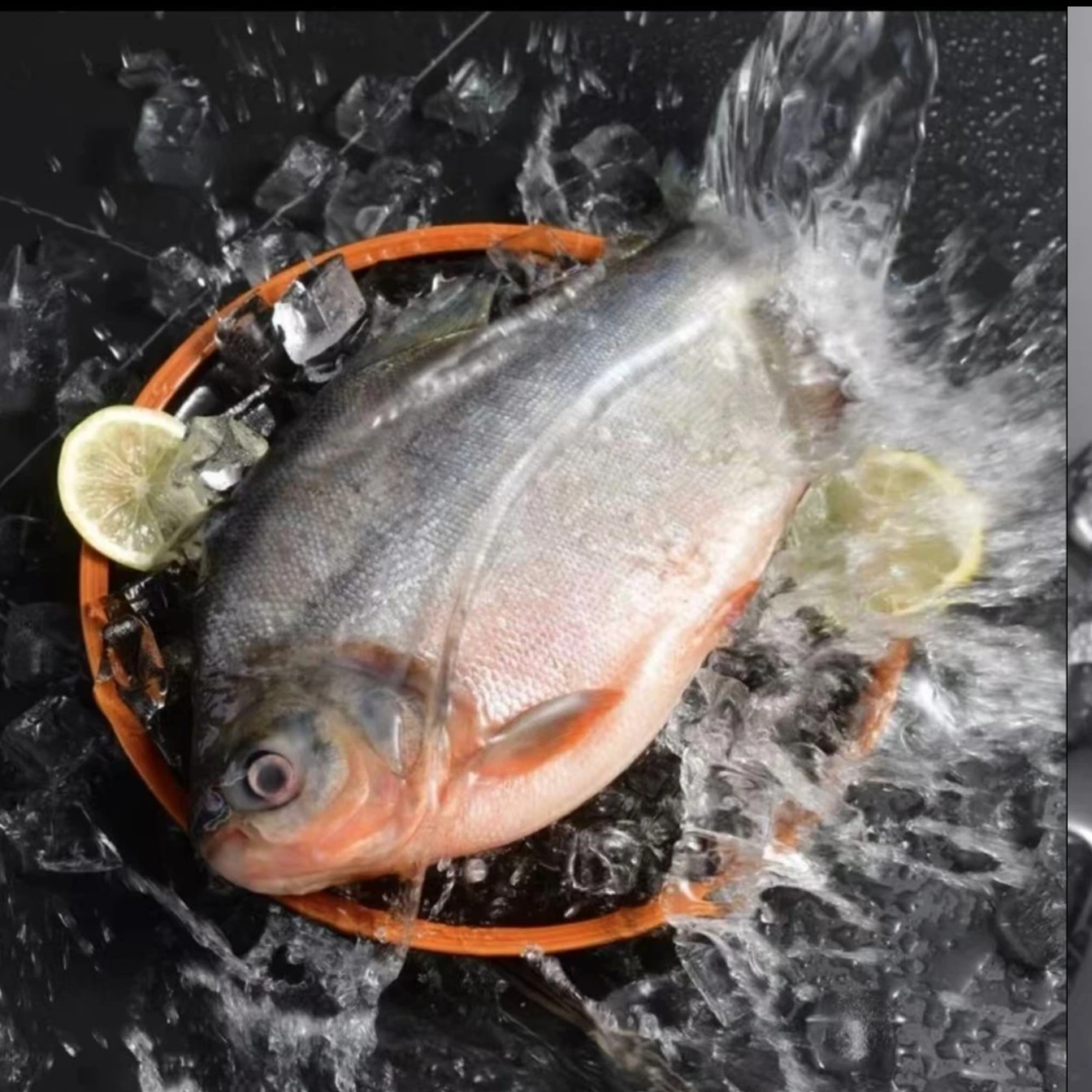 新鲜鲜活速冻鲳鱼 6大条红鲳鱼肉厚刺少营养鲜美一斤左右