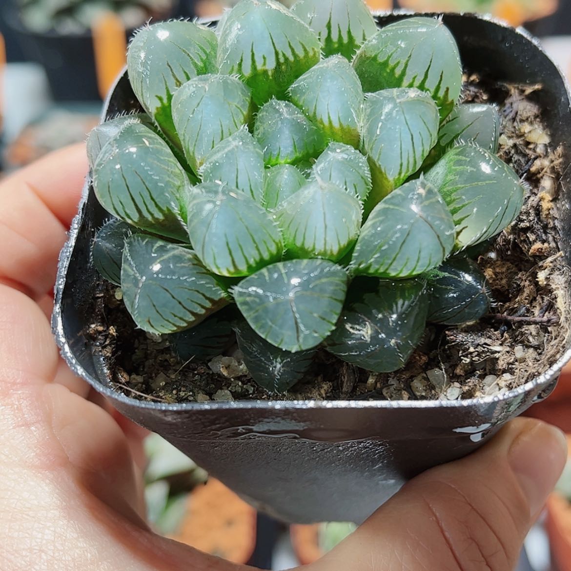 【闪购商品】赤线玉露