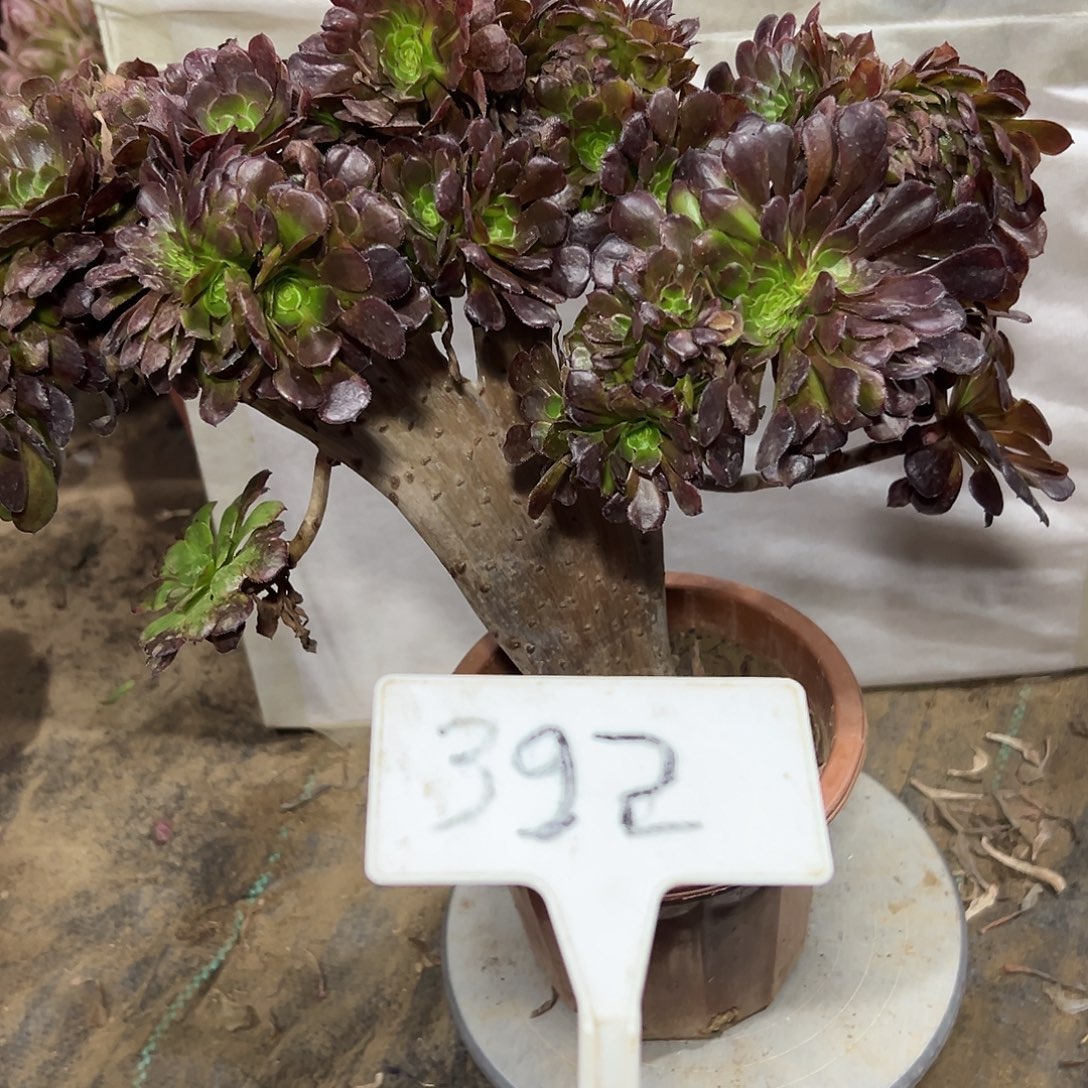 多肉植物铜壶缀花g392