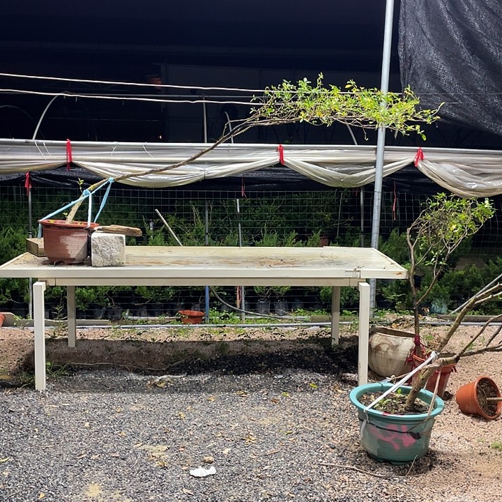 无花朵222222222222