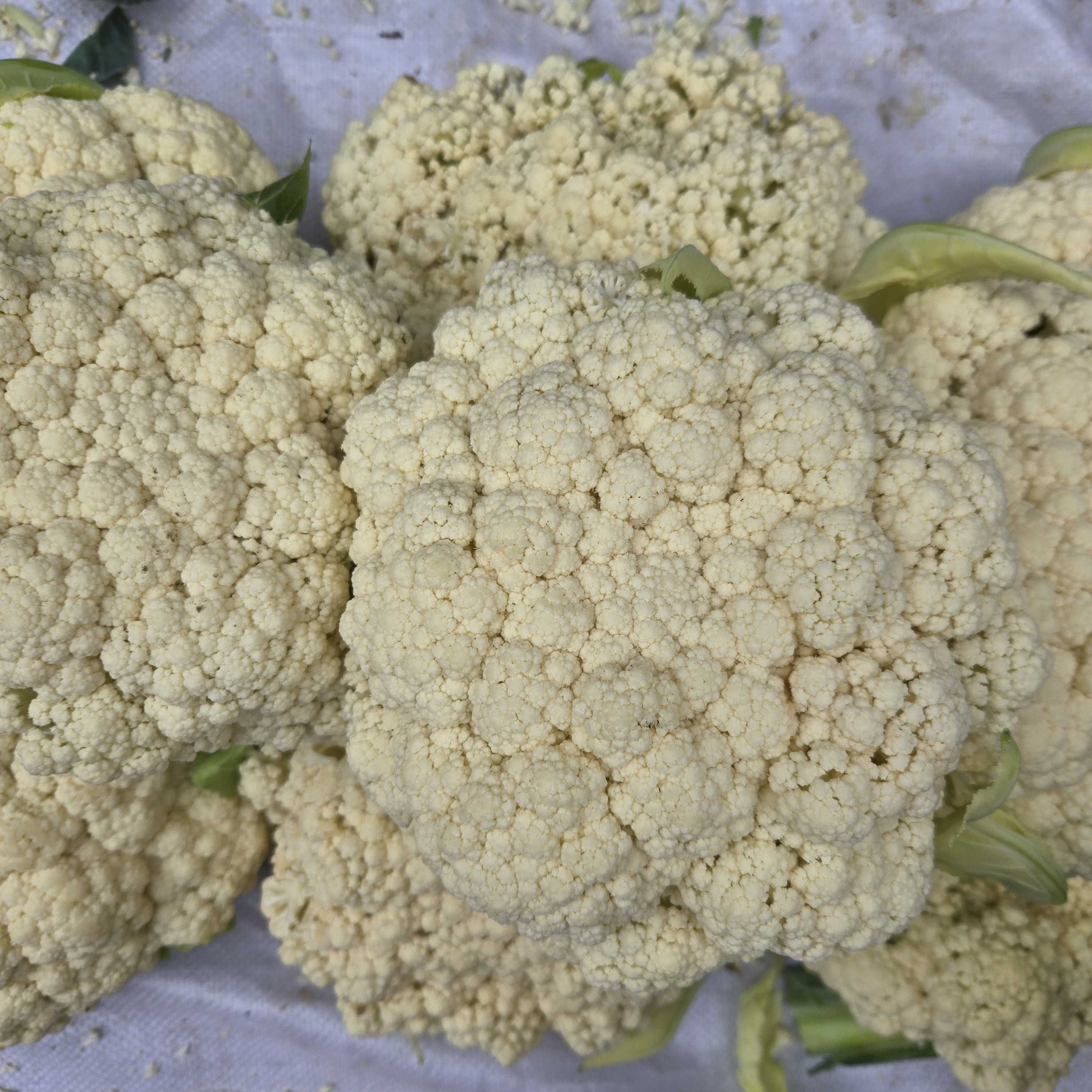 【云南小白花菜/】露天种植土特产临时链接1-10000g