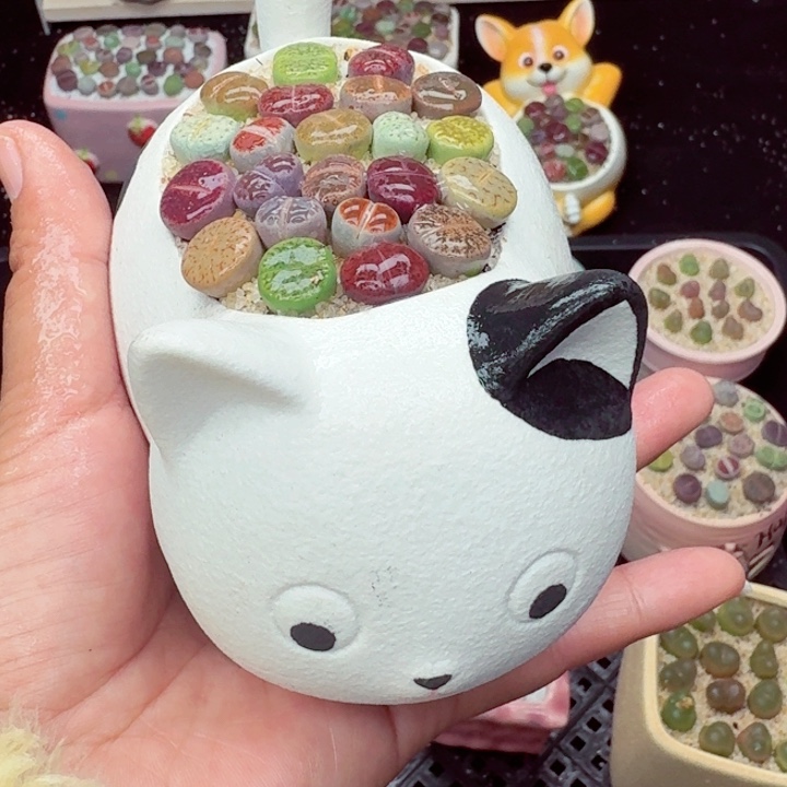 6038零下地区记得拍保温箱