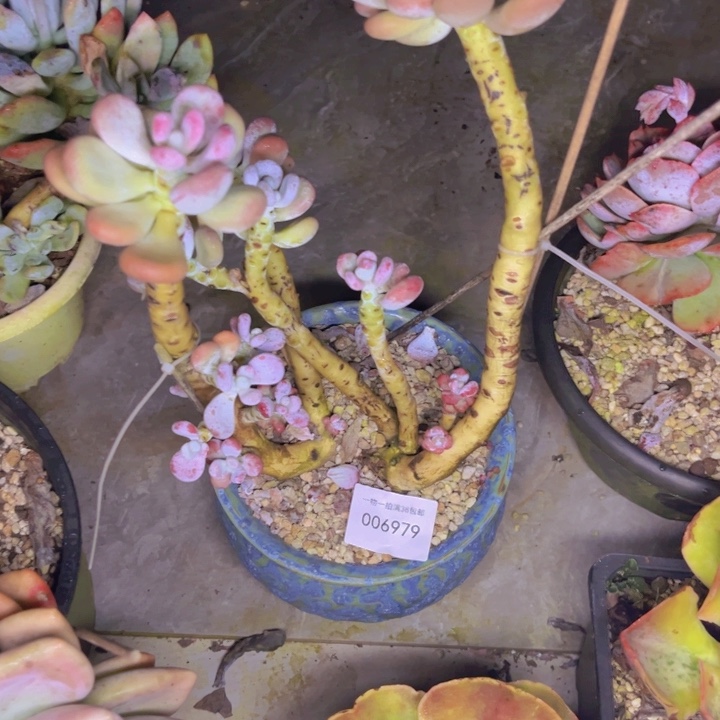 光***狂多肉一物一拍6979