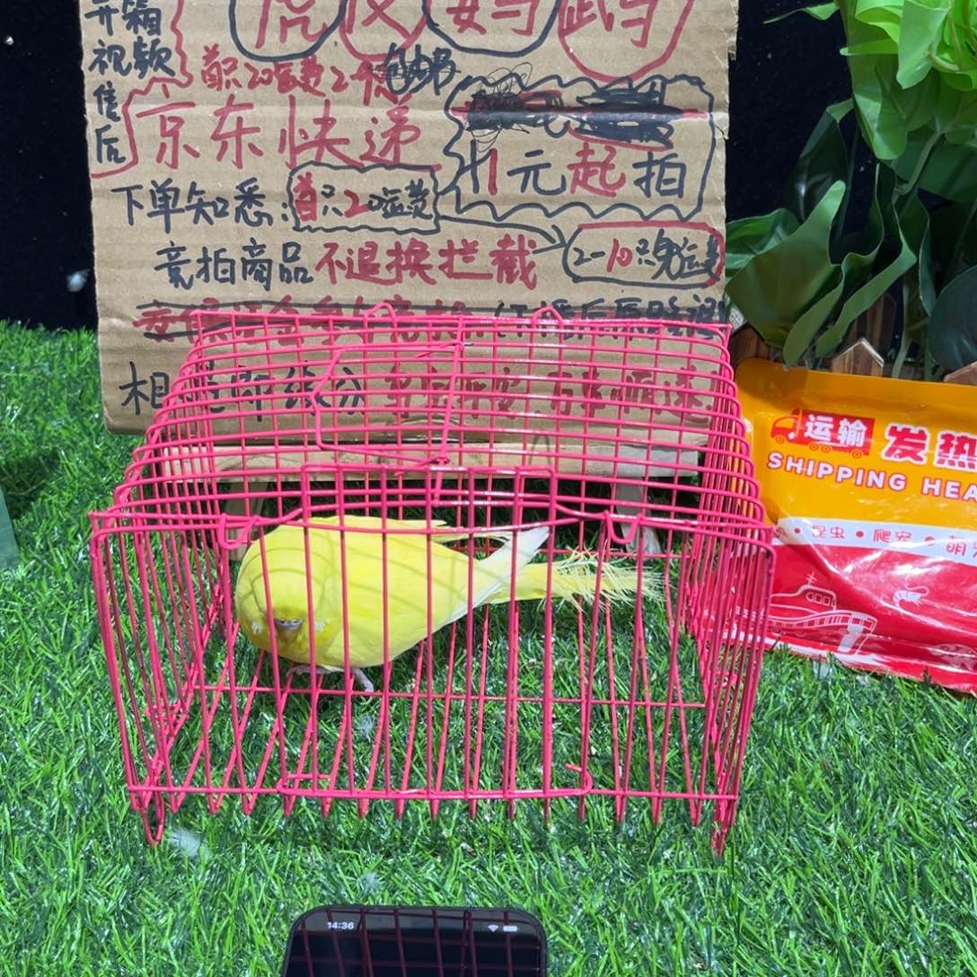 虎皮鹦鹉大头虎皮鹦鹉一只，一物一拍竞拍不退换。