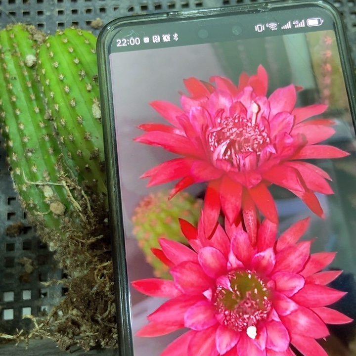 仙人球金四自根大一个