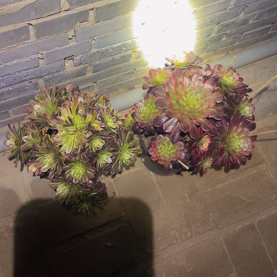 粉黛➕黑金刚849不包损