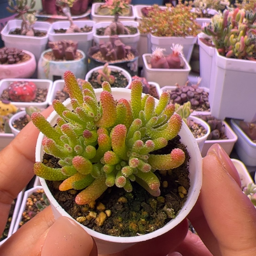 ღ***ଲ多肉植物枝干米冰