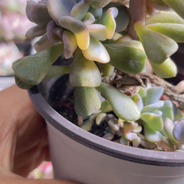 雪精灵锦母本多肉植物739