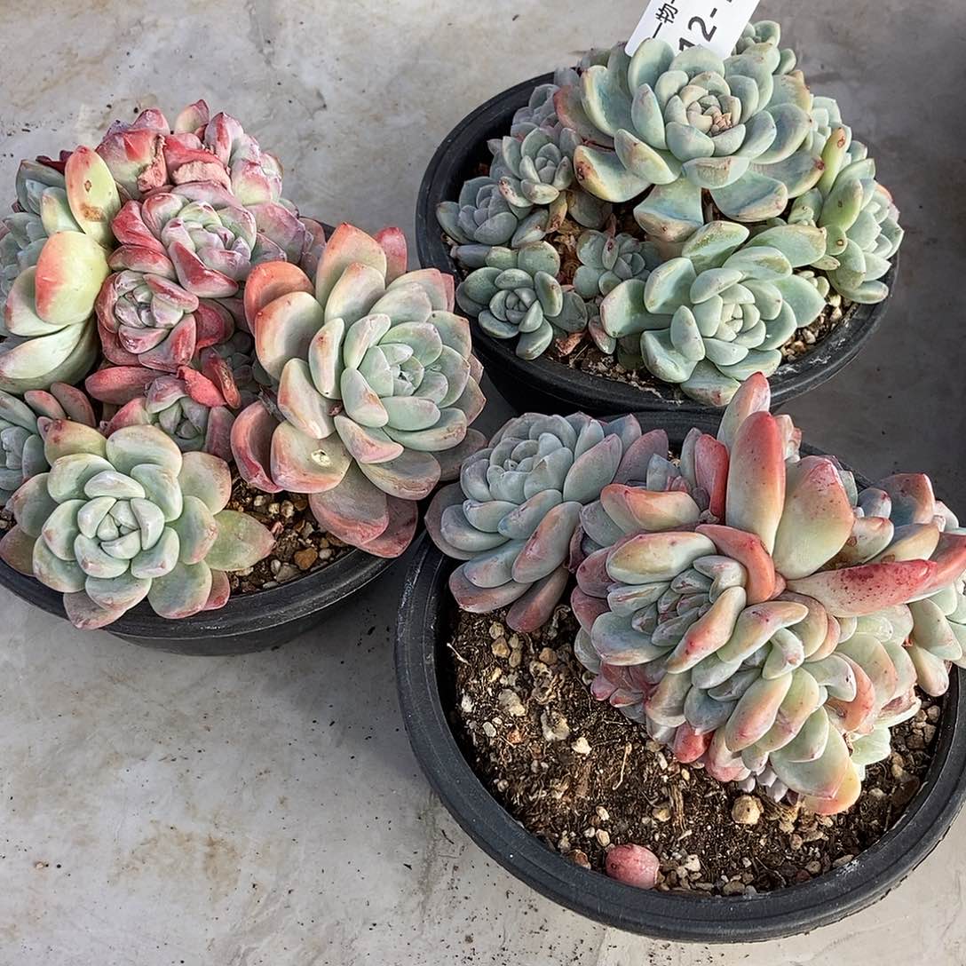 12-16冰玉随机多头突然