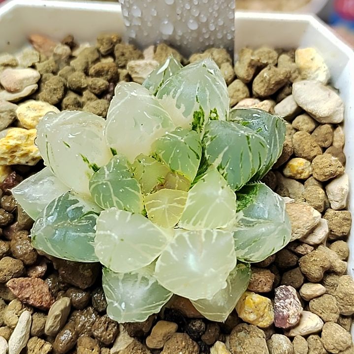 181号 4.2厘米左右一物一拍带盆