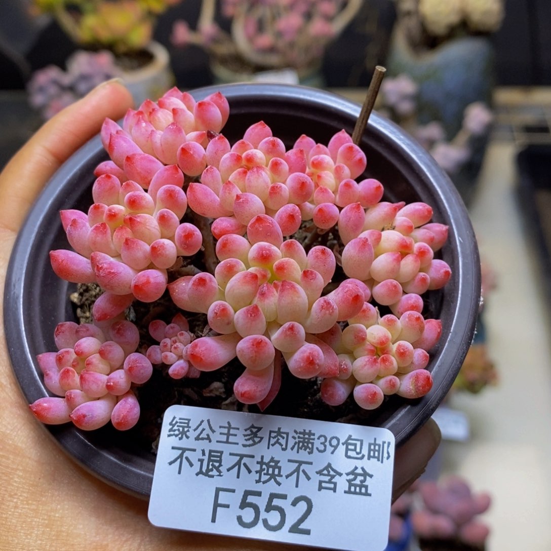 552烟花多肉不包整