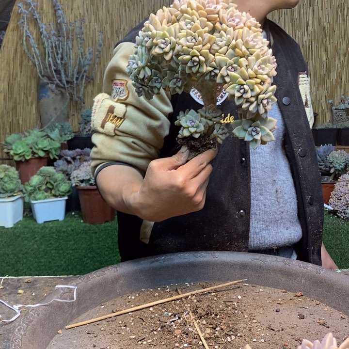 ╰***姐346 号淡雪多肉植物