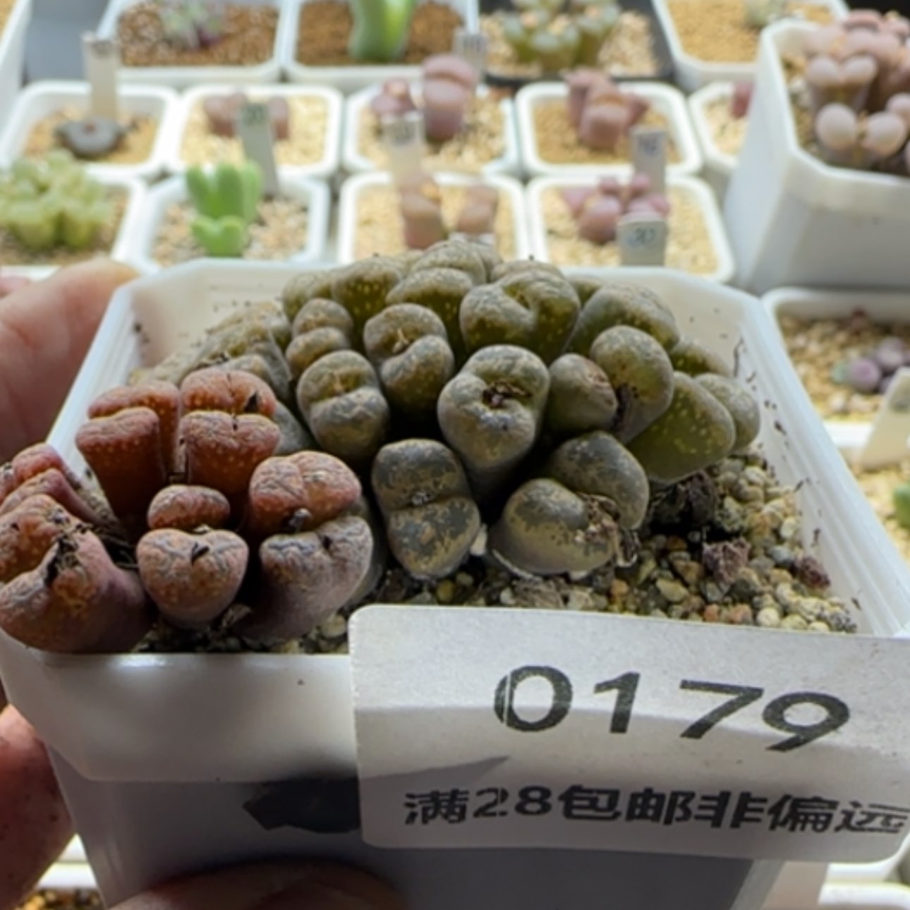 【闪购商品】淡**晴0179    