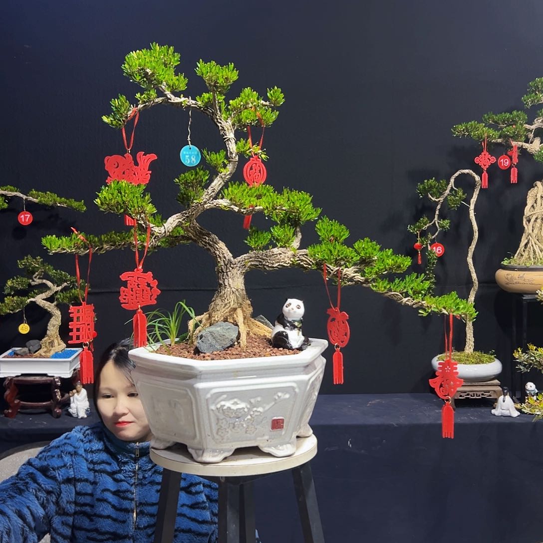 绿植广东皱皮黄杨木