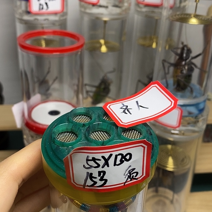 蝈蝈冠军罐单蝈蝈断须齐人