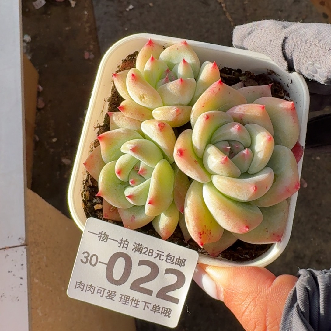 白拉糖无盆土发货无