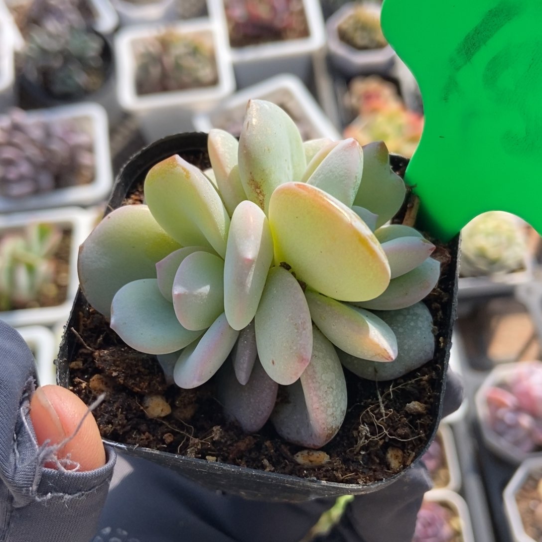 705奶茶多肉植物保护