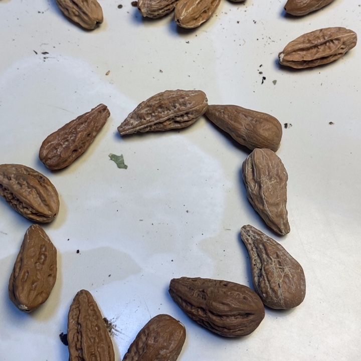 吊坠文玩核桃东北特产203