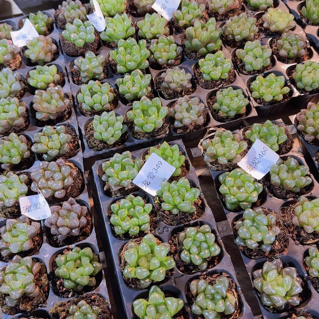 50孔玉露10颗福利量拍