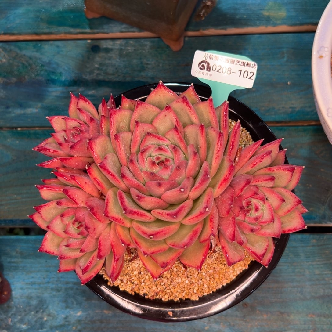 多肉一物一拍编号0208-102