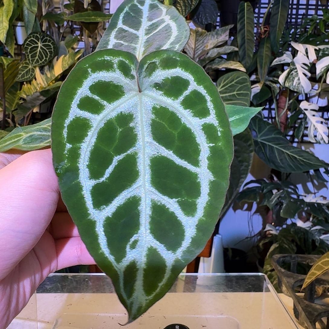 完全开放V31SKG杂黑水晶