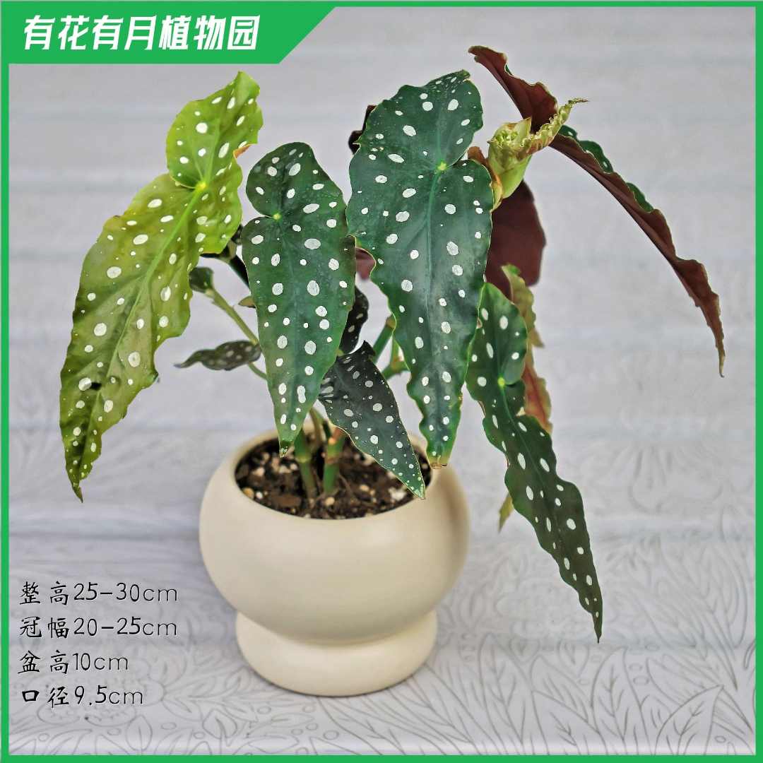 鳟鱼秋海棠网红ins风绿植盆栽室内阳台观赏经典花卉海芋
