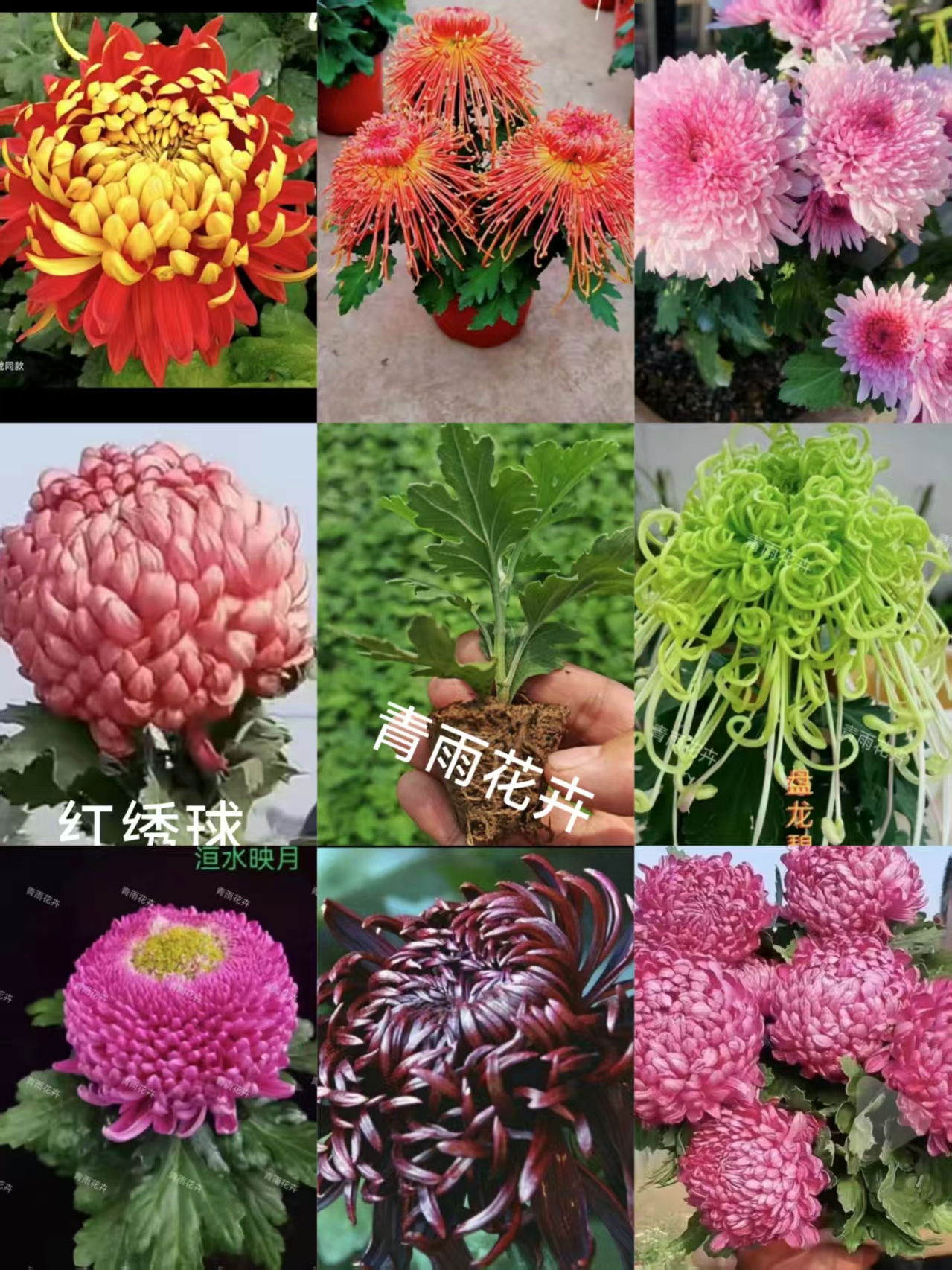 【拍一发六】中苗九月菊花中苗，花大色艳土球发货