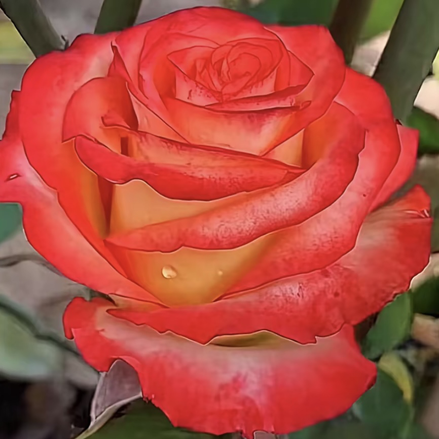 口红  根接苗 匠人月季 玫瑰花 四季开花阳台盆栽植物