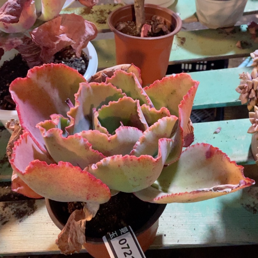 【闪购商品】多肉蓝色妖姬0721