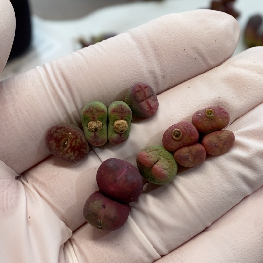 多肉植物肉锥杂交K-65 杂多多 歪屁股