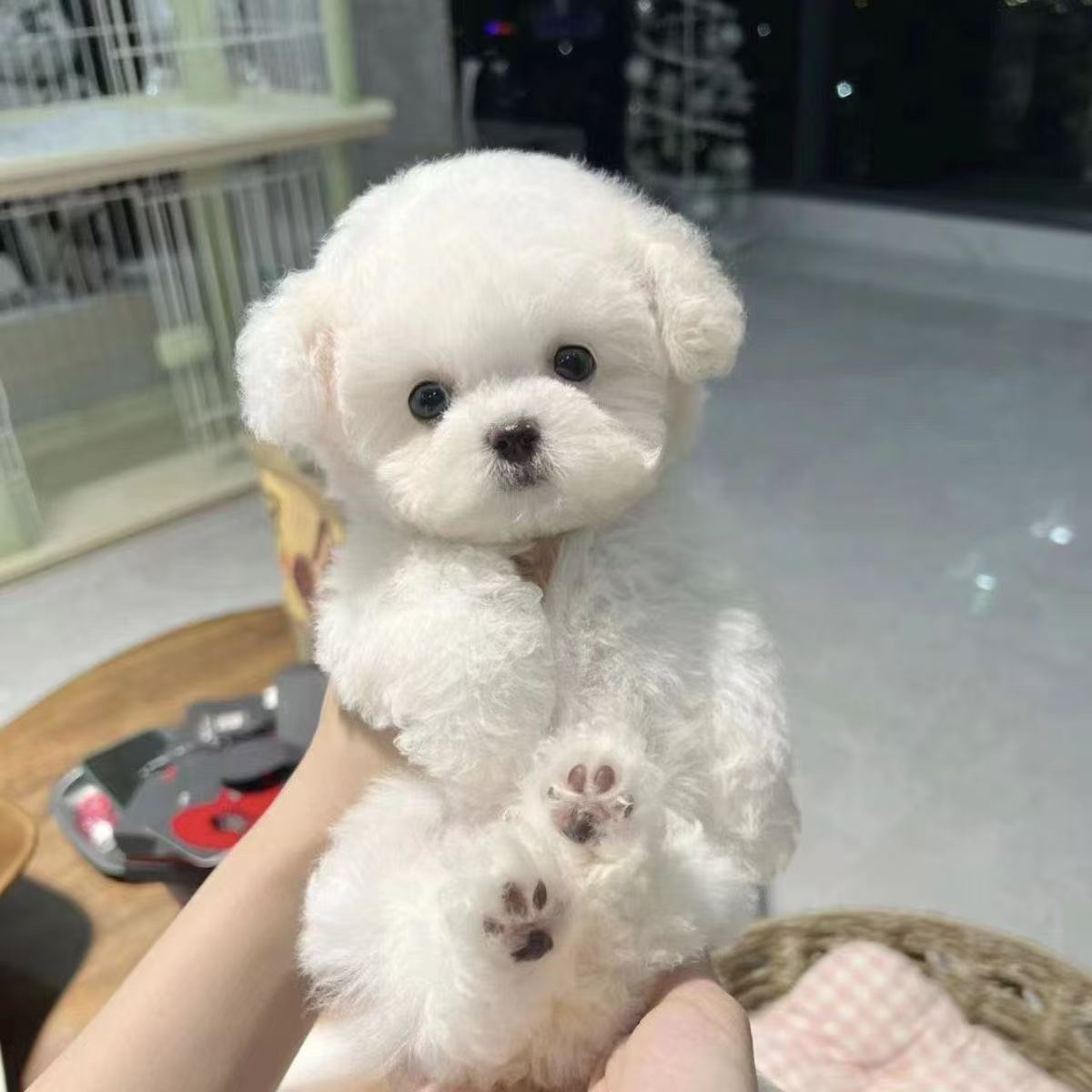 （宠物相册）拍前联系客服