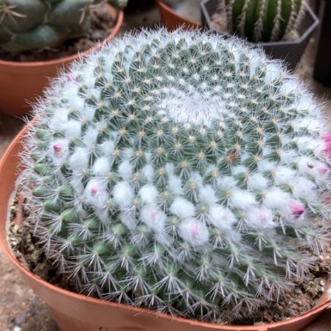 大余温仙人球12米仙人球