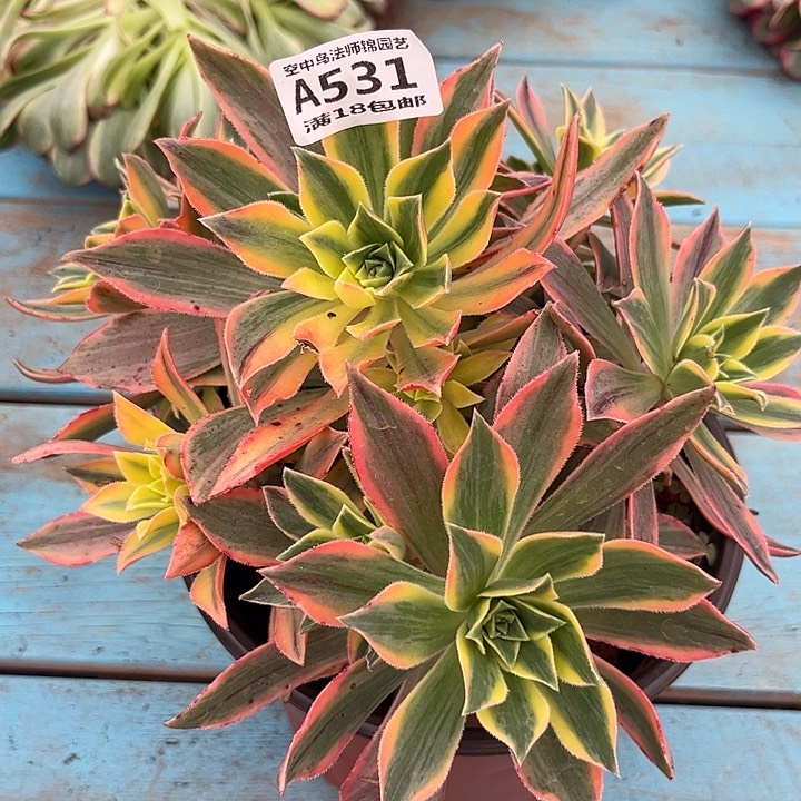 531枫叶多肉植物