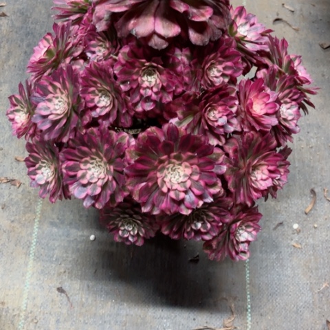 多肉植物红铜白锦。