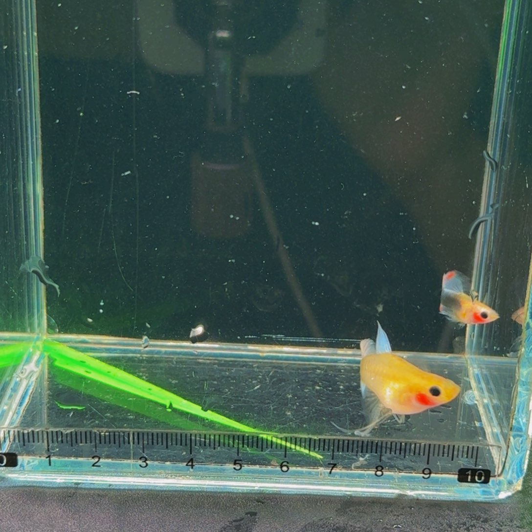 *****孔雀鱼小鱼的蓝礼服玻璃猫缎带